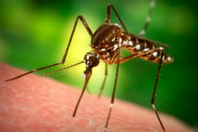 10 olores asesinos de mosquitos