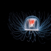 10 organismos asombrosos que viven increíblemente mucho tiempo