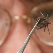 10 parasites to watch out for in summer 10 parasites to watch out for in summer