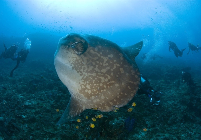 10 peces de mar más inusuales
