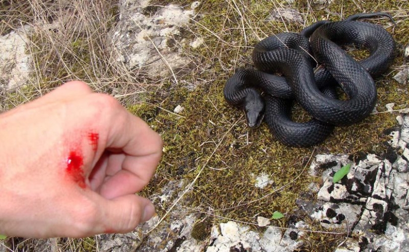10 peligros mortales que acechan en nuestros bosques