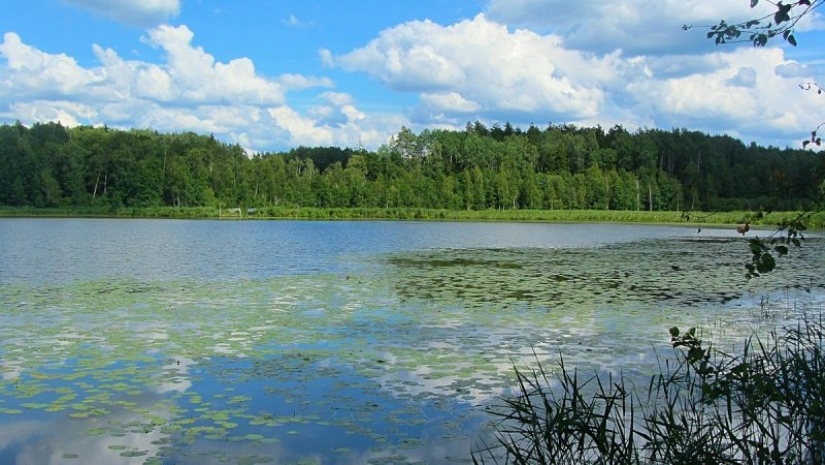 10 peligros mortales que acechan en nuestros bosques