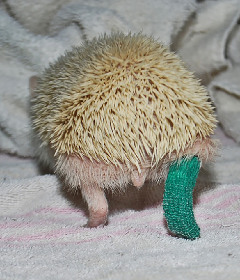10 pequeños animales en moldes de yeso en miniatura