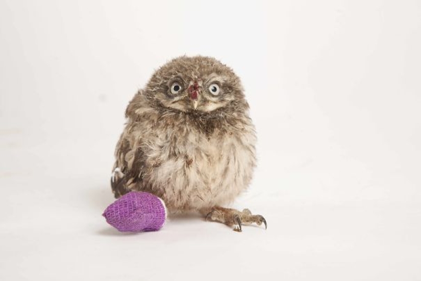 10 pequeños animales en moldes de yeso en miniatura