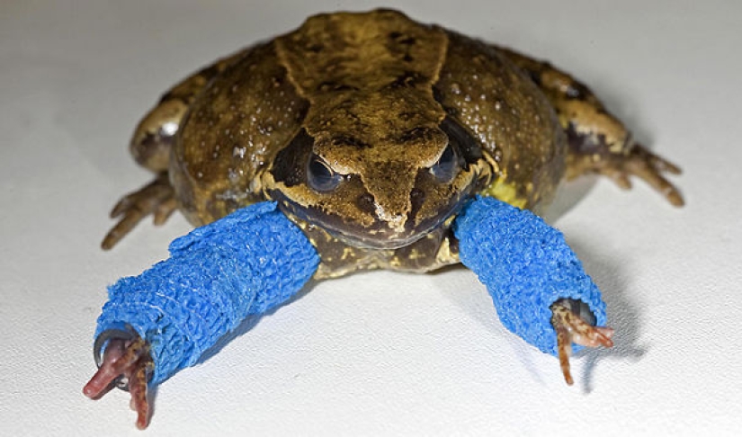 10 pequeños animales en moldes de yeso en miniatura
