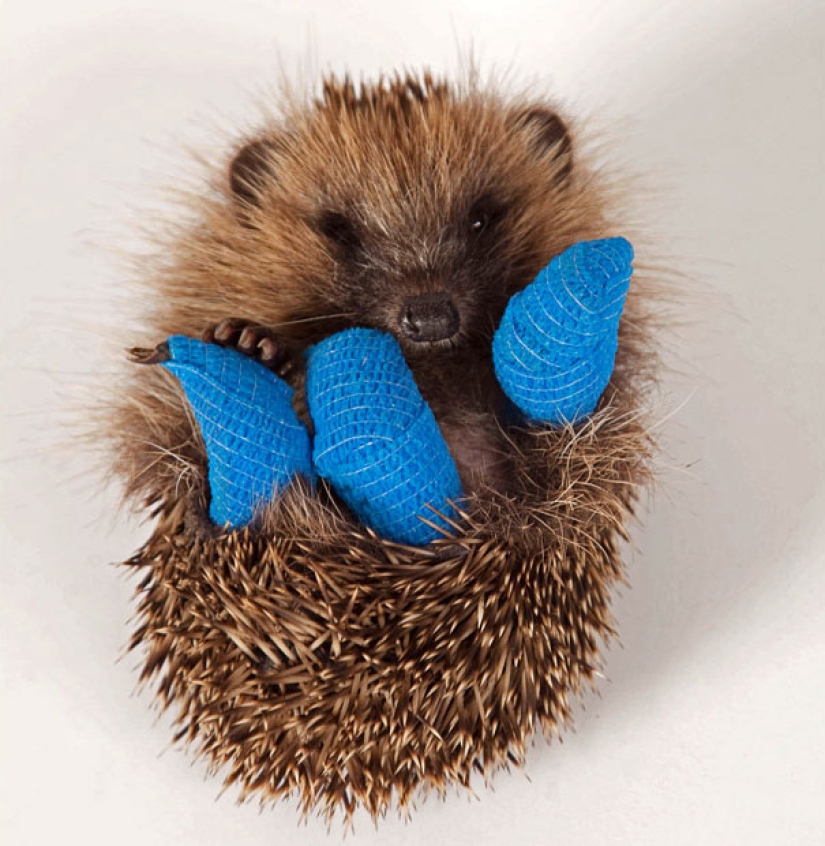 10 pequeños animales en moldes de yeso en miniatura