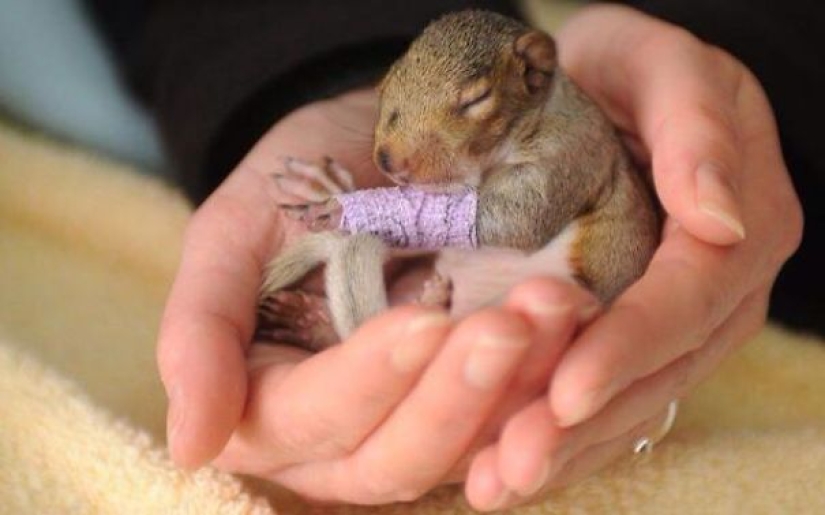 10 pequeños animales en moldes de yeso en miniatura