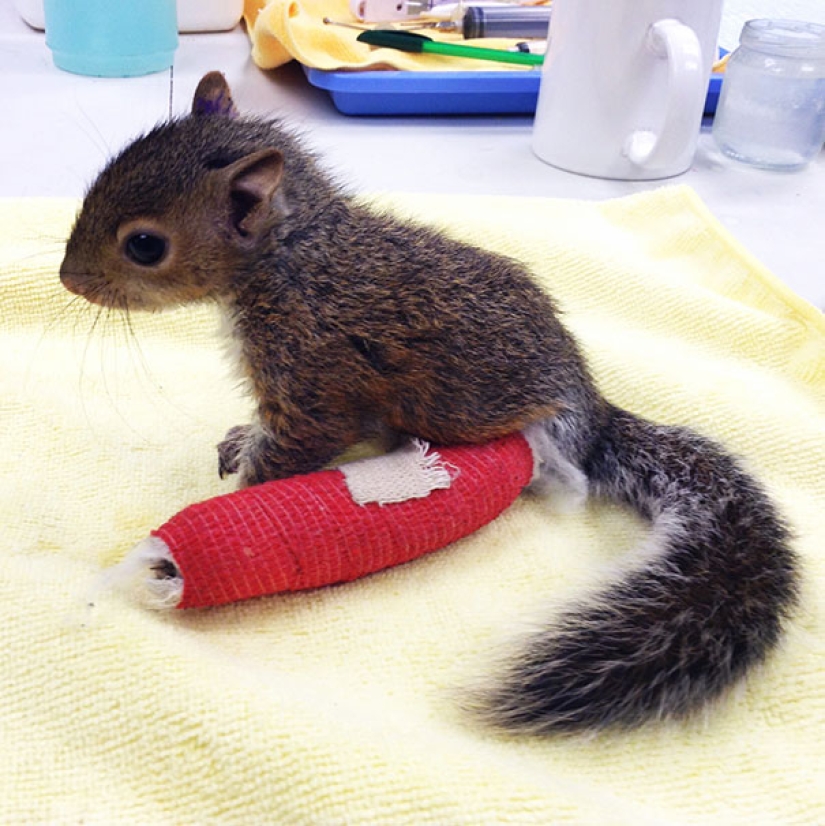 10 pequeños animales en moldes de yeso en miniatura