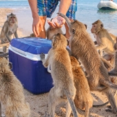 10 places where the usual pigeons are replaced by exotic animals 10 places where the usual pigeons are replaced by exotic animals