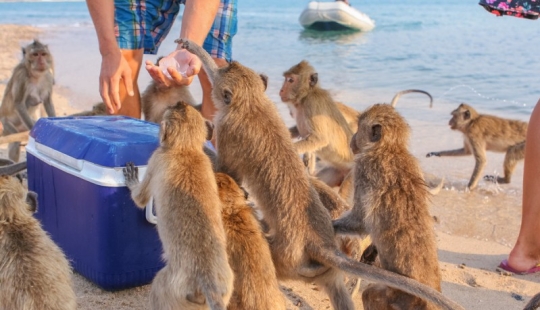 10 places where the usual pigeons are replaced by exotic animals