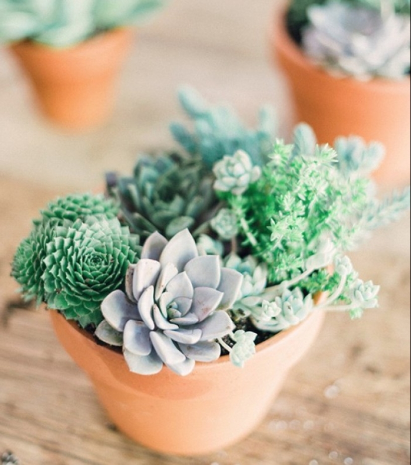 10 plantas de interior sin pretensiones para aquellos que no tienen tiempo