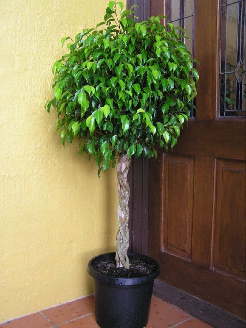 10 plantas de interior sin pretensiones para aquellos que no tienen tiempo