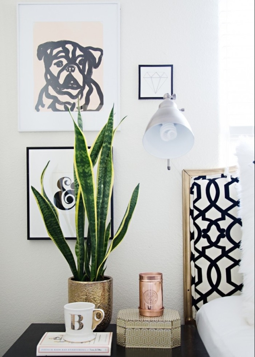 10 plantas de interior sin pretensiones para aquellos que no tienen tiempo
