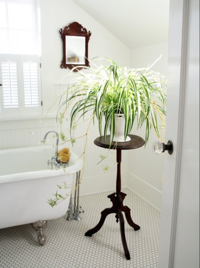10 plantas de interior sin pretensiones para aquellos que no tienen tiempo