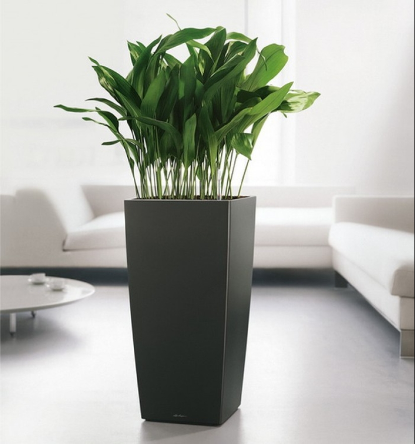 10 plantas de interior sin pretensiones para aquellos que no tienen tiempo