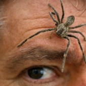 10 spiders, which really should be afraid 10 spiders, which really should be afraid
