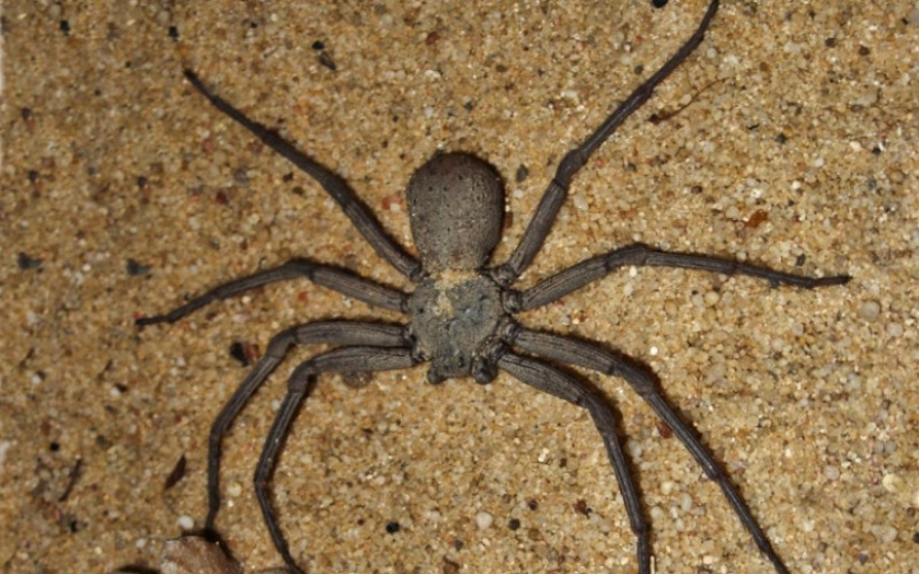10 spiders, which really should be afraid
