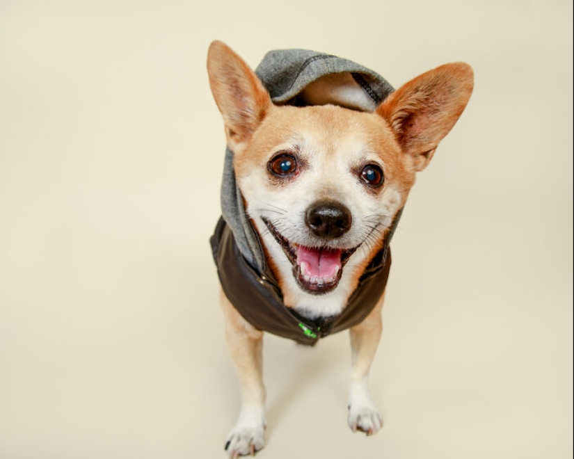 10 Times Pets Showed Off Their Unique Attitudes