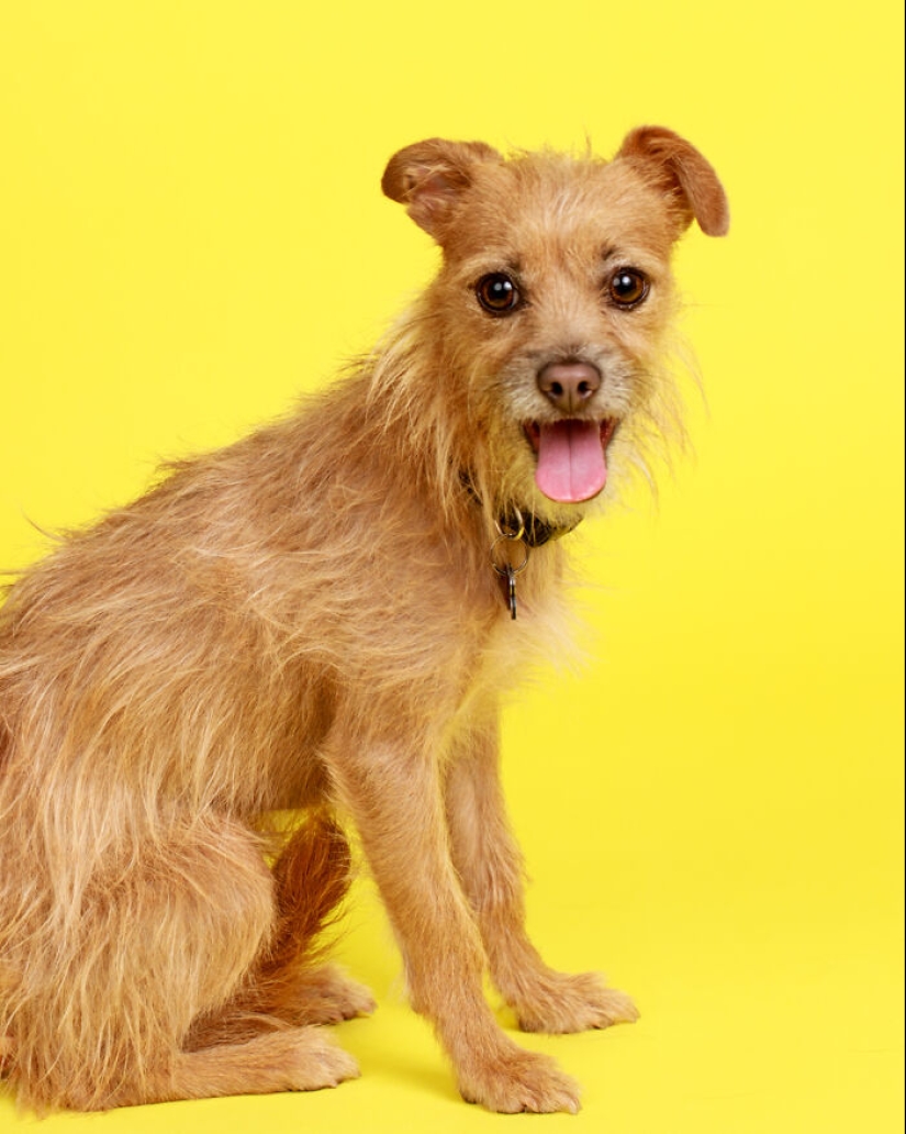 10 Times Pets Showed Off Their Unique Attitudes