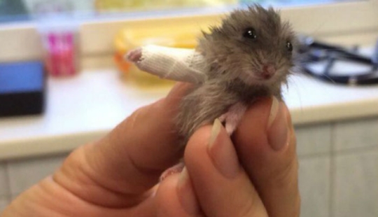 10 tiny animals in miniature plaster casts 10 tiny animals in miniature plaster casts