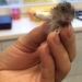 10 tiny animals in miniature plaster casts 10 tiny animals in miniature plaster casts