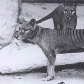 10 tipos de animales, que durante 40 años fue dos veces menor, debido a la persona