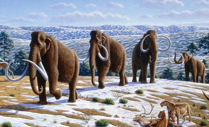 10 tipos de animales, que durante 40 años fue dos veces menor, debido a la persona