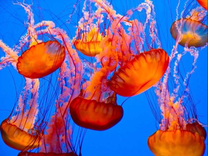 10 trucos de la vida popular de Internet que en realidad son una completa tontería