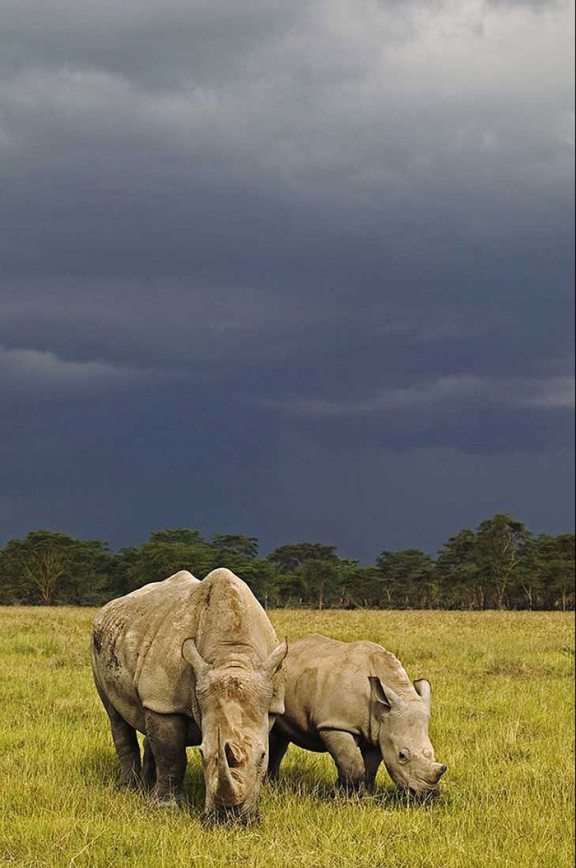 10 types of animals, which for 40 years was two times less because of the person