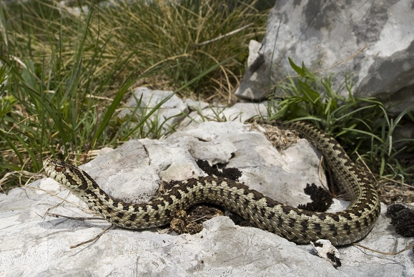 10 types of animals, which for 40 years was two times less because of the person