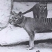 10 types of animals, which destroyed man 10 types of animals, which destroyed man