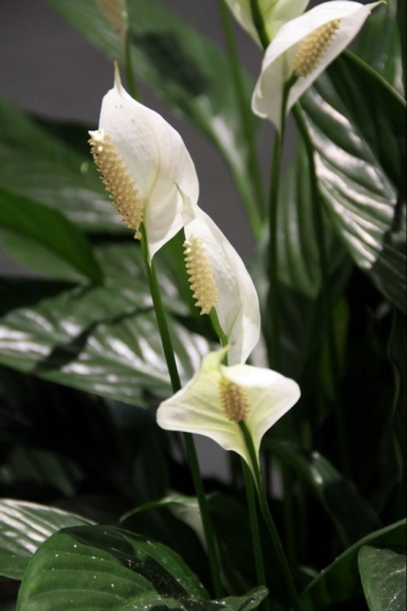 10 unpretentious indoor plants for those who don't have time