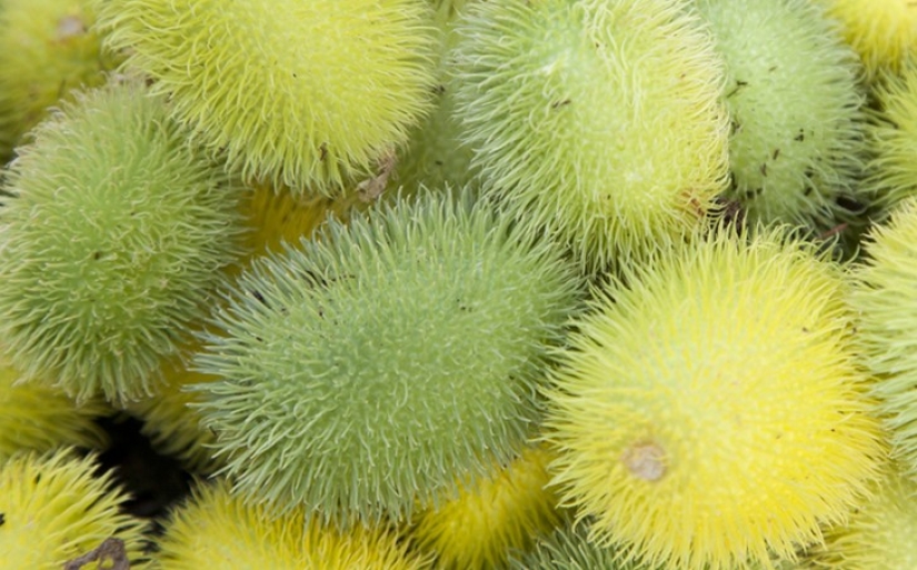 10 variedades de pepinos, que usted nunca escuchó 10 variedades de pepinos, que usted nunca escuchó