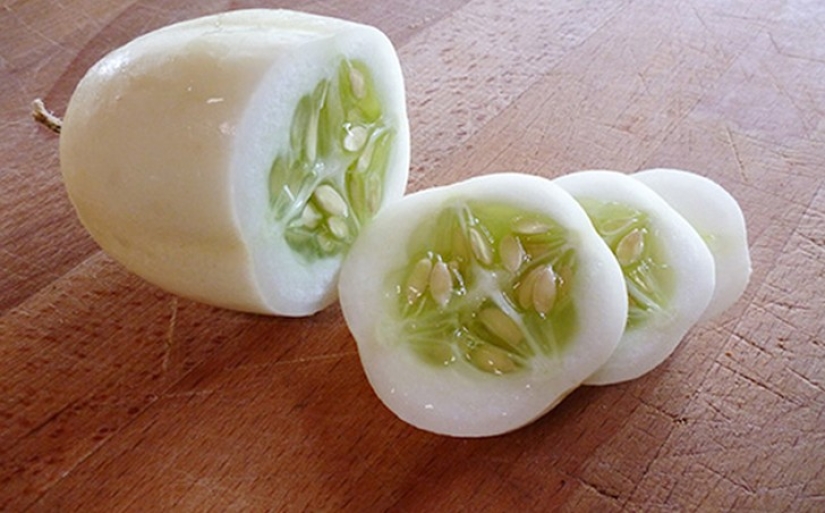 10 varieties of cucumbers, which you never heard 10 varieties of cucumbers, which you never heard