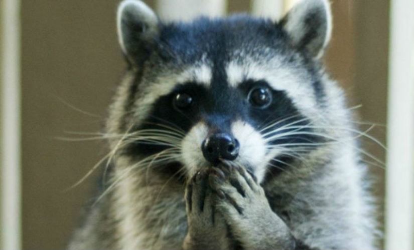100 coolest Raccoon Photos of all time