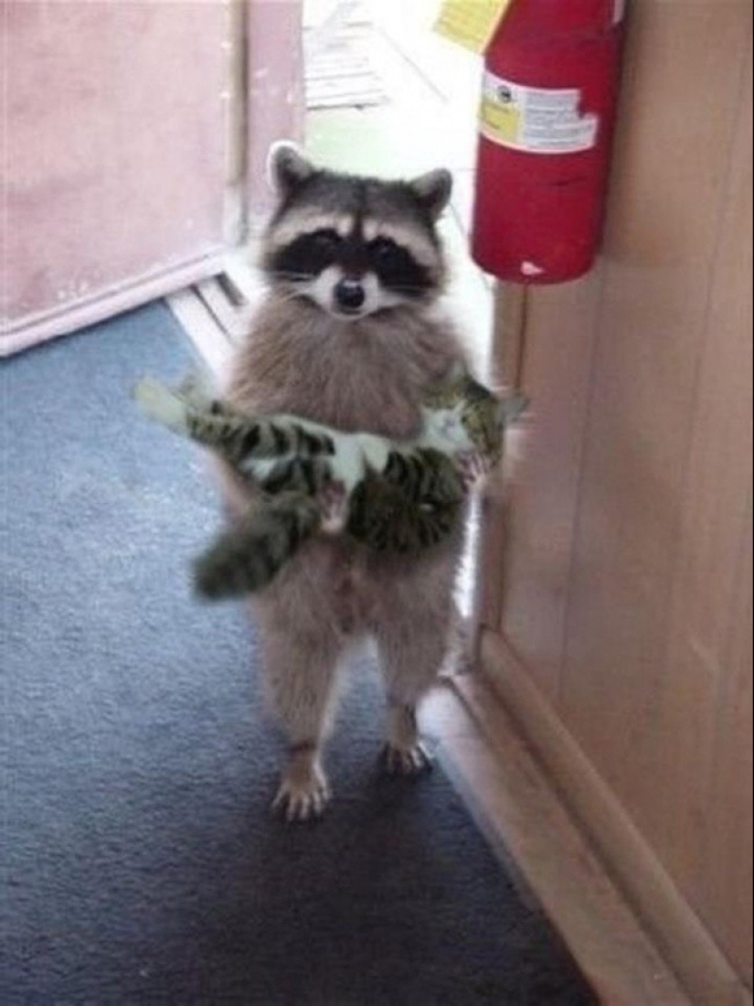100 coolest Raccoon Photos of all time