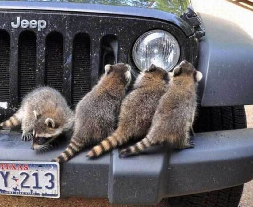 100 coolest Raccoon Photos of all time