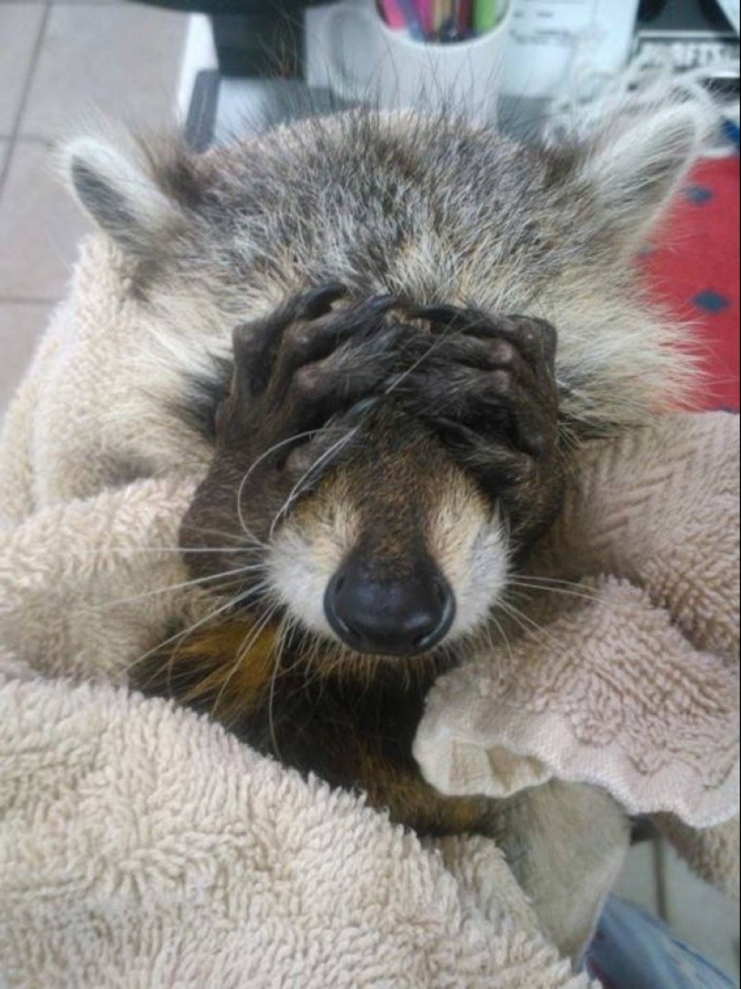 100 coolest Raccoon Photos of all time