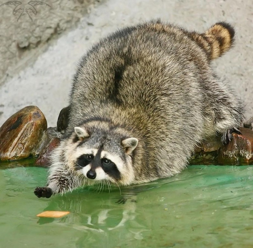 100 coolest Raccoon Photos of all time