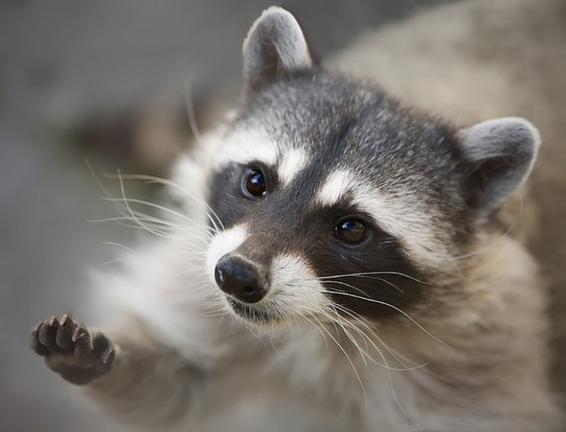 100 coolest Raccoon Photos of all time