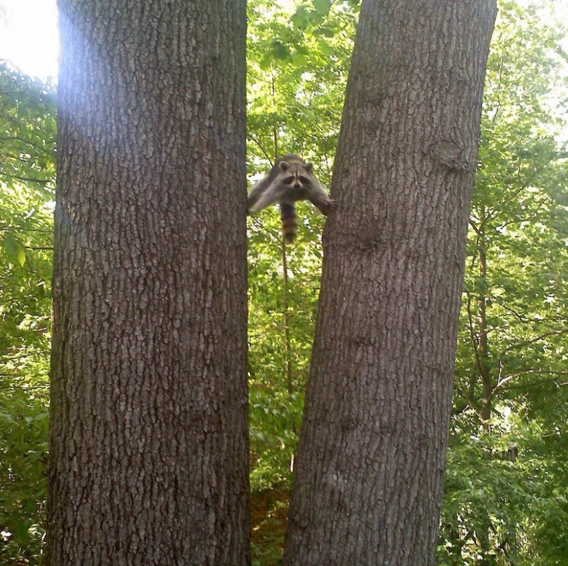 100 coolest Raccoon Photos of all time