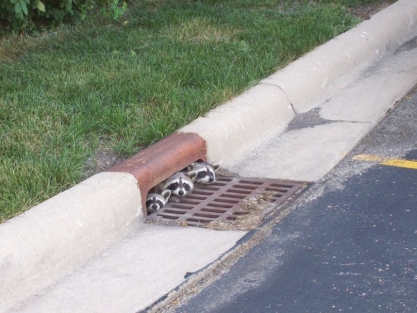 100 coolest Raccoon Photos of all time
