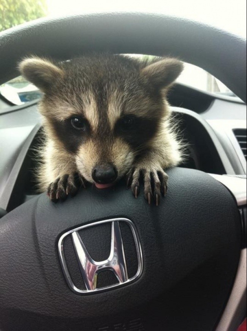 100 coolest Raccoon Photos of all time