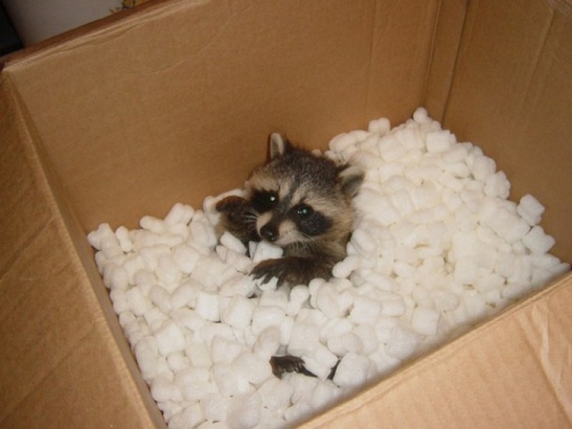 100 coolest Raccoon Photos of all time