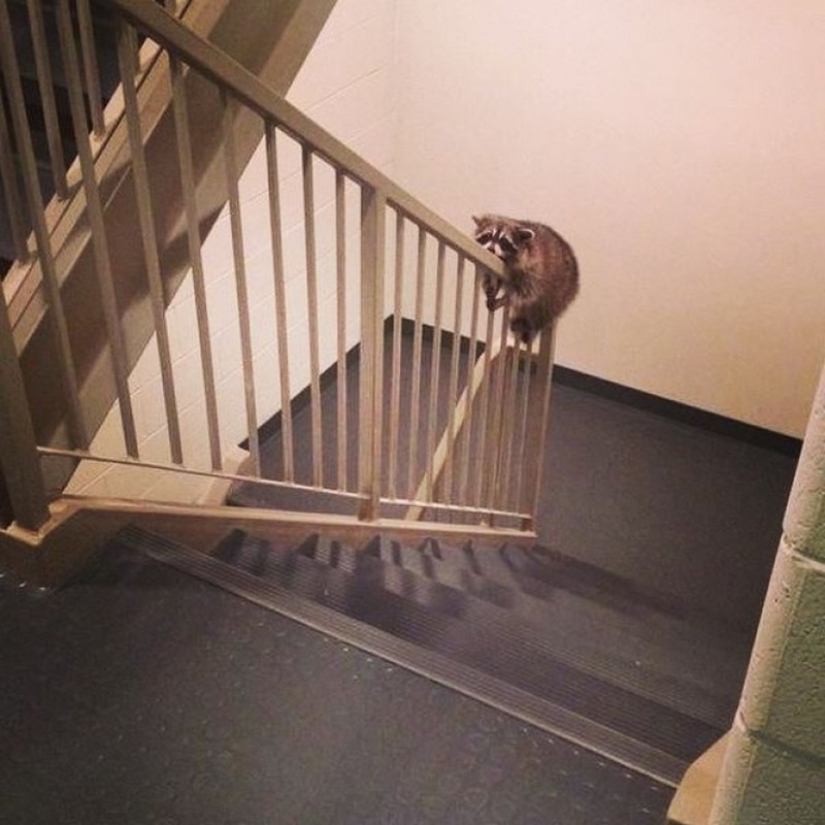100 coolest Raccoon Photos of all time