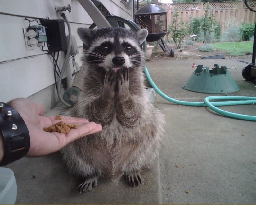 100 coolest Raccoon Photos of all time
