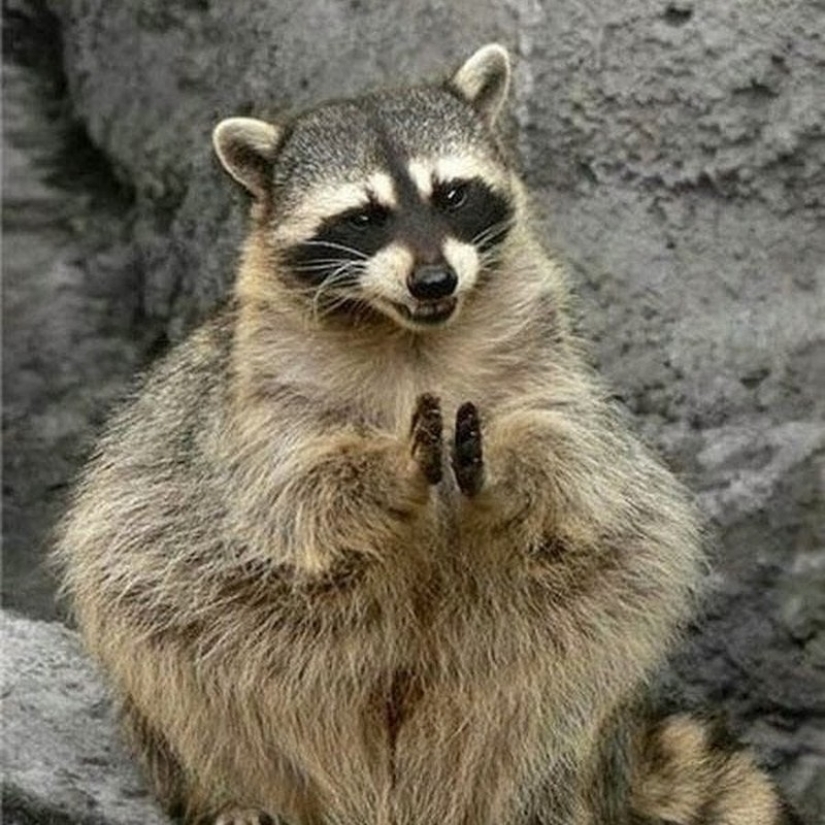 100 coolest Raccoon Photos of all time