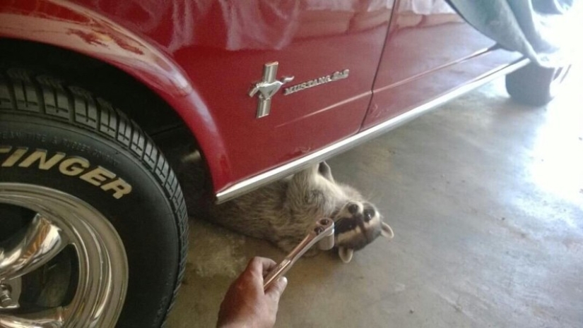 100 coolest Raccoon Photos of all time