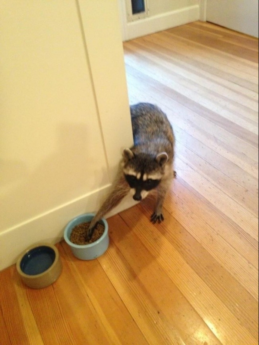 100 coolest Raccoon Photos of all time