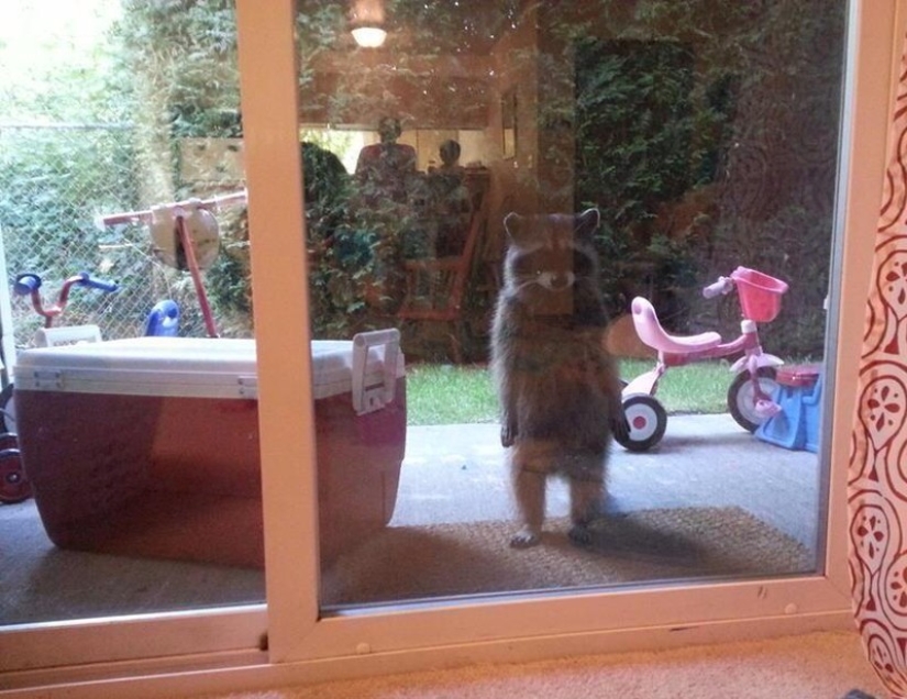 100 coolest Raccoon Photos of all time